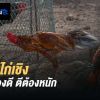 พัฒนาไก่เชิง เบอร์แข้งคือสิ่งสำคัญ มือใหม่หัดเลี้ยงไก่ชน