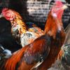 เรื่องราวของ ไก่ชนไทย