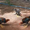 การเลี้ยงไก่ให้ได้ผลดี