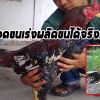 ไขข้อสงสัยที่ผิด!!ตัดหางไก่จะทำให้ไก่โตเร็ว