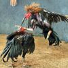 มารู้จักกับ คำว่า ศาตร์แห่งไก่ชนกันครับ