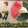 ศาสตร์การดูปากไก่ชน