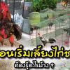 ก่อนเริ่มต้นเลี้ยงไก่ชน ต้องรู้อะไรบ้าง?