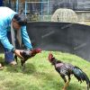 เทคนิคการวางไก่