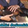  เคล็ดไม่ลับ! สำหรับคนรักไก่ชน  