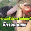 โรคหวัดหน้าบวม…. ภัยร้ายไก่ชน