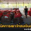 เทคนิคการเพาะไก่ชนเงินล้าน จากจักรินฟาร์ม