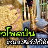 ข้าวโพดป่น ช่วยเร่งสีแข้งไก่ชนให้สวย