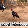 การคัดไก่สภาพพร้อมก่อนนำไปฟิต