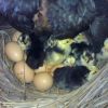 ความเชื่อของคนโบราณ การเลี้ยงไก่ชนทำรังฟักไข่เสริมบารมีไก่ชน