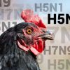 โรคไข้หวัดนก (Avian Influenza)