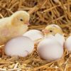 คำนึงการปฏิบัติการดูแลแม่ไก่ ขณะระหว่างที่แม่กำลังฟักไข่