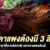 คุณสมบัติอะไรบ้างคือสิ่งที่ไก่ชนค่าตัวแพงจะต้องมี