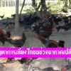 ปัญหาการเลี้ยงไก่ชนช่วงอากาศเปลี่ยน
