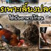 การเพาะเลี้ยงปลวก ใช้เป็นอาหารไก่ชน