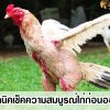 8 เทคนิคการเช็คความสมบูรณ์ของไก่ก่อนออกชน