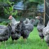 ไก่ไข่พันธุ์ “บาร์พลีมัธร็อค” หรือ “ไก่บาร์”