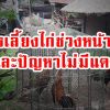 การเลี้ยงไก่ช่วงหน้าฝน เเละปัญหาไม่มีเเดด