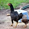 กลไกสำคัญในการผสมพันธุ์ไก่