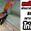 เทคนิคการคัดเลือกสายพันธุ์และการเพาะไก่ชน