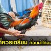 สิ่งของที่ควรเตรียมก่อนนำไก่ออกชน