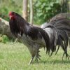 การบำรุงไก่ชน ให้แกร่ง ตีเก่ง ชนะได้อยู่หมัด