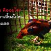 การกราดแดดไก่ชนมีประโยชน์อย่างไร