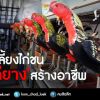 จากเลี้ยงไก่ชนสู่”ไก่ยาง”สร้างอาชีพผลิตภัณฑ์ทำเงินชาวบ้าน