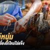 ฝึกไก่หนุ่ม สูตรการเลี้ยงไก่ใหม่ไล่เเข็ง