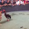 โอกาสของไก่ไทยในมาเลย์เซีย!!!