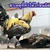 ไก่ชนผิดฟอร์ม