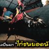 ความเป็นมาของ “ไก่ชนยอดนักสู้”