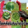 สูตรเด็ดเคล็ดไม่ลับน้ำอุ่นเวียดนาม