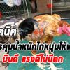 เทคนิคการควบคุมน้ำหนักและเลี้ยงไก่หนุ่มให้พอดี บินดี แรงดี ไม่มีตก