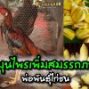 สมุนไพรเพิ่มสมรรถภาพไก่ชน (พ่อพันธุ์)