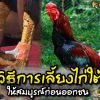 วิธีการเลี้ยงไก่ใต้ให้สมบูรณ์ก่อนออกชน