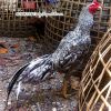 ลักษณะไก่ลาย