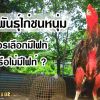 พ่อพันธุ์ไก่ชนหนุ่มที่มีไฟท์กับไม่มีไฟท์