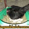 เทคนิคการดูแลแม่ไก่พม่ารำวงขณะกกไข่