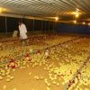 การให้อาหารลูกไก่