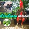 การดูแลอาการไก่ท้องผูก