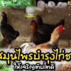 สมุนไพรบำรุงไก่ให้เจริญเติบโตดี