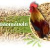  ข้าวเปลือก สำหรับไก่ชน สำคัญแค่ไหน