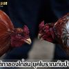 กฏกติกาของไก่ชน ยุคโบราณกับยุคปัจจุบัน