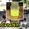 ฮอร์โมนไข่ไก่บำรุงไก่ชน