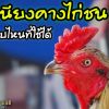 “เหนียงคางไก่ชน” แบบไหนที่ใช้ได้