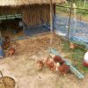 การเลี้ยงไก่ให้ได้ผลดี 