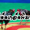 ทีเด็ดเกล็ดพิฆาต ไก่พม่า100 เงินล้าน
