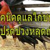 เทคนิดดูเเลไก่ชนตัวโปรดของท่านก็กำลังหลุดถ่าย