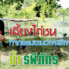 เลี้ยงไก่ชน กิจกรรมยามว่างสร้างสุข ของ น้ำ รพีภัทร